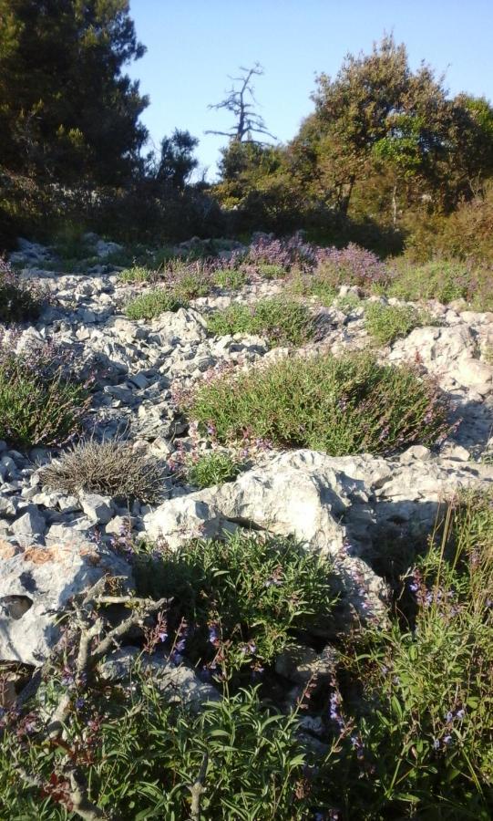 Vlasta Mali Losinj Ngoại thất bức ảnh